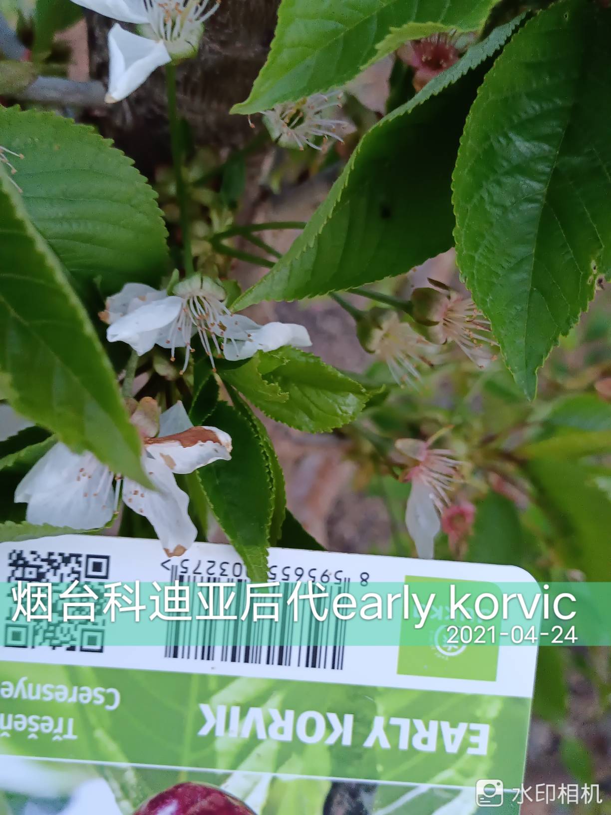 ƵǺearly korvic쿴1614 : 