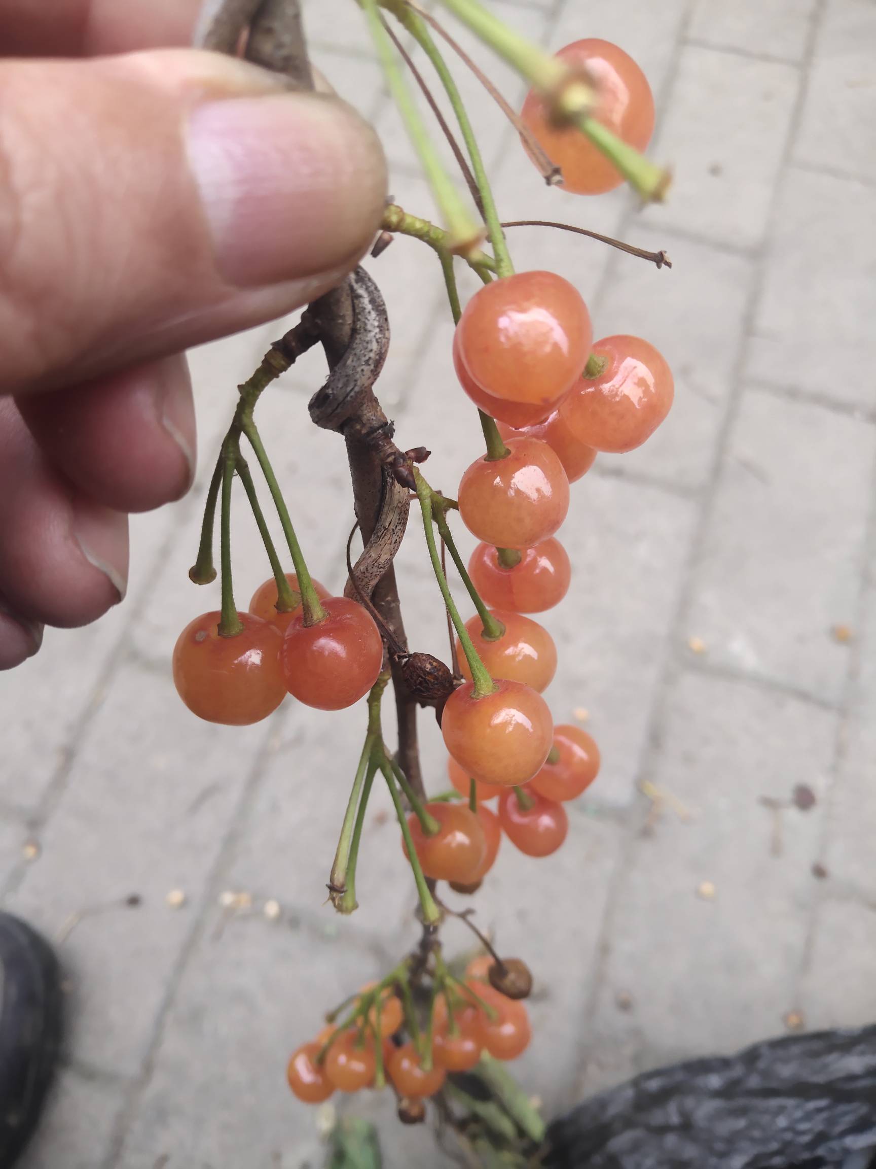 Լֵ5611 :ж 