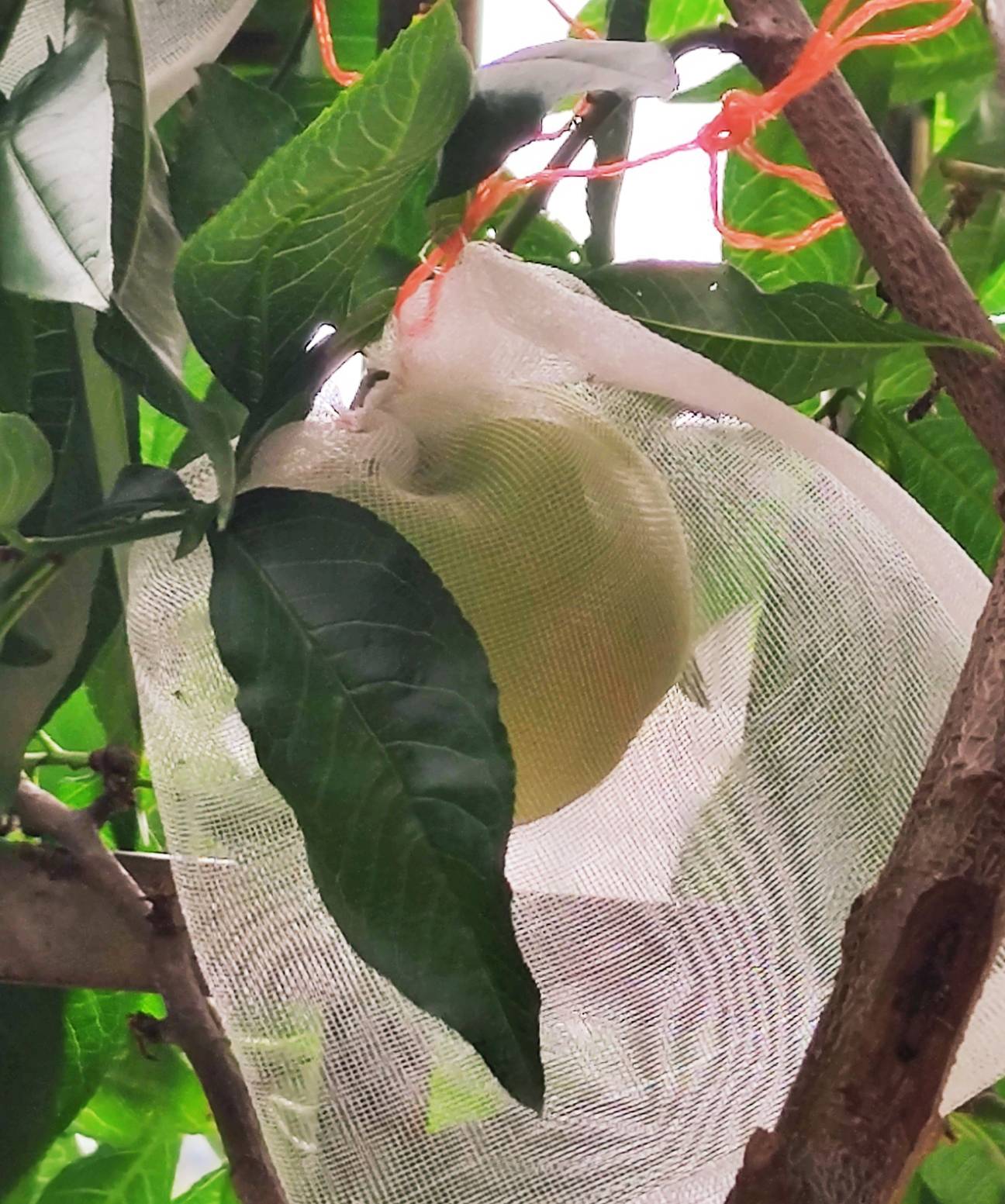 ̨԰654 :Ʋ 