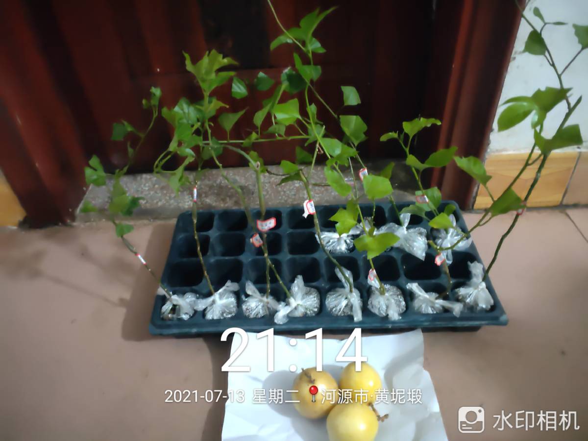 ǹ緢3648 :Сôy 