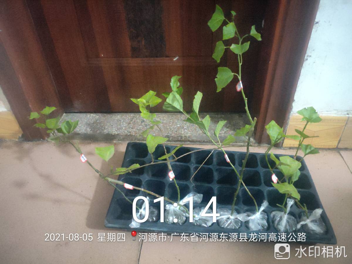 ǹ緢5937 : 