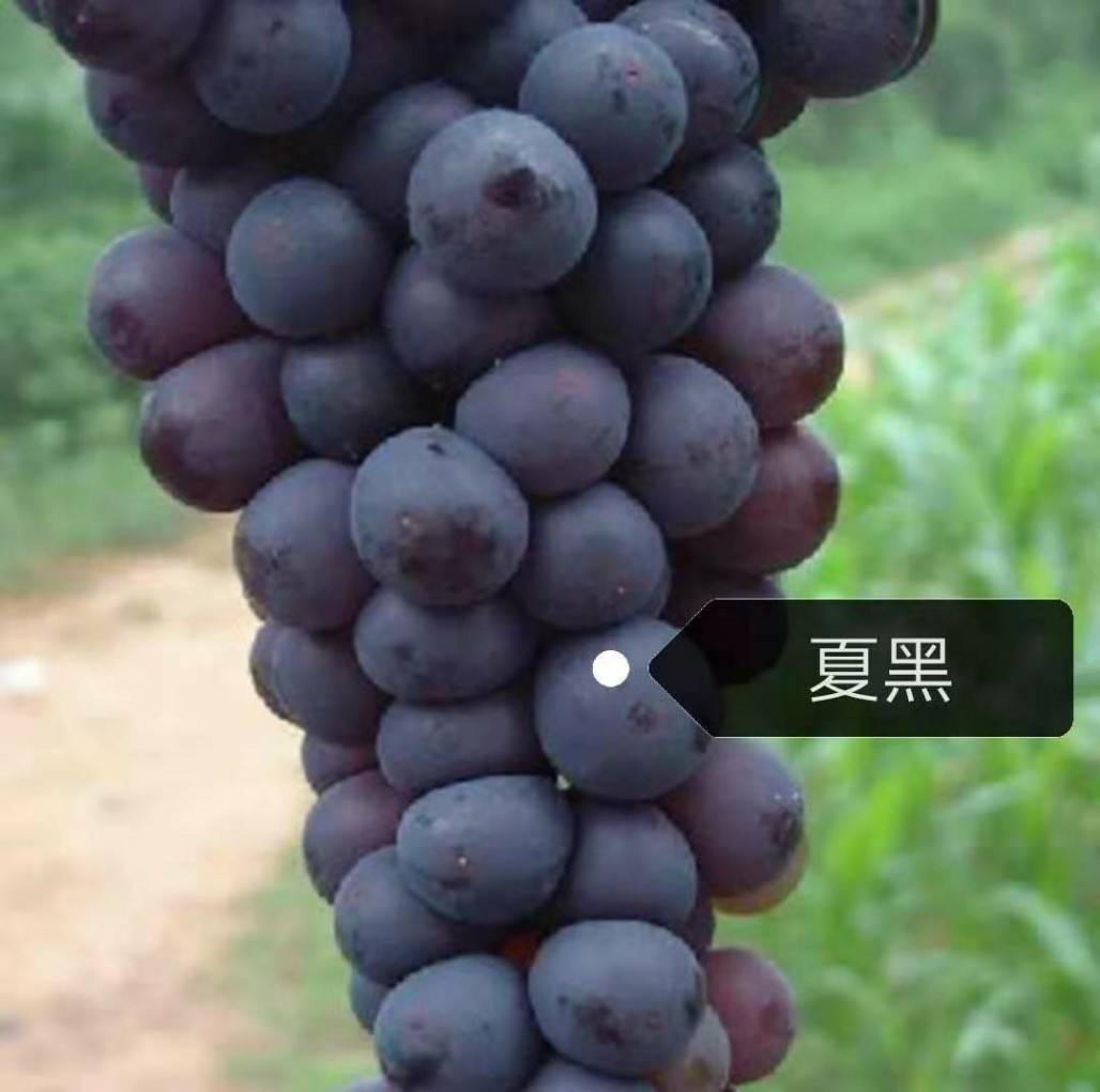 ľ嵥ҵϵ7615 :ɫ783 