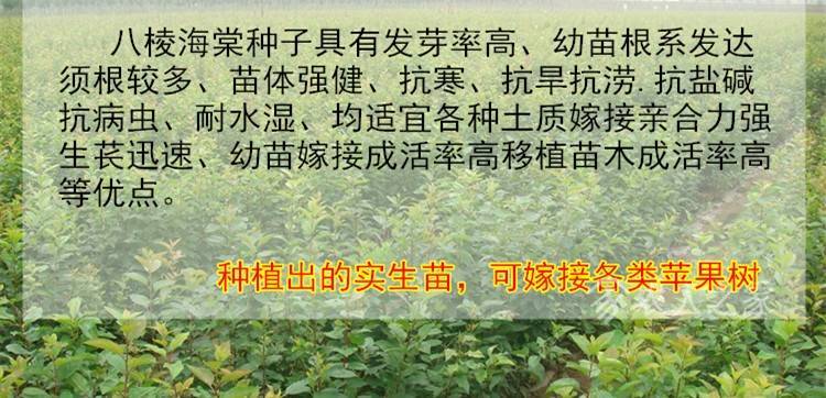 出售笆攀棱海棠种子，能够嫁接各种果树106 作者:惜颜705 