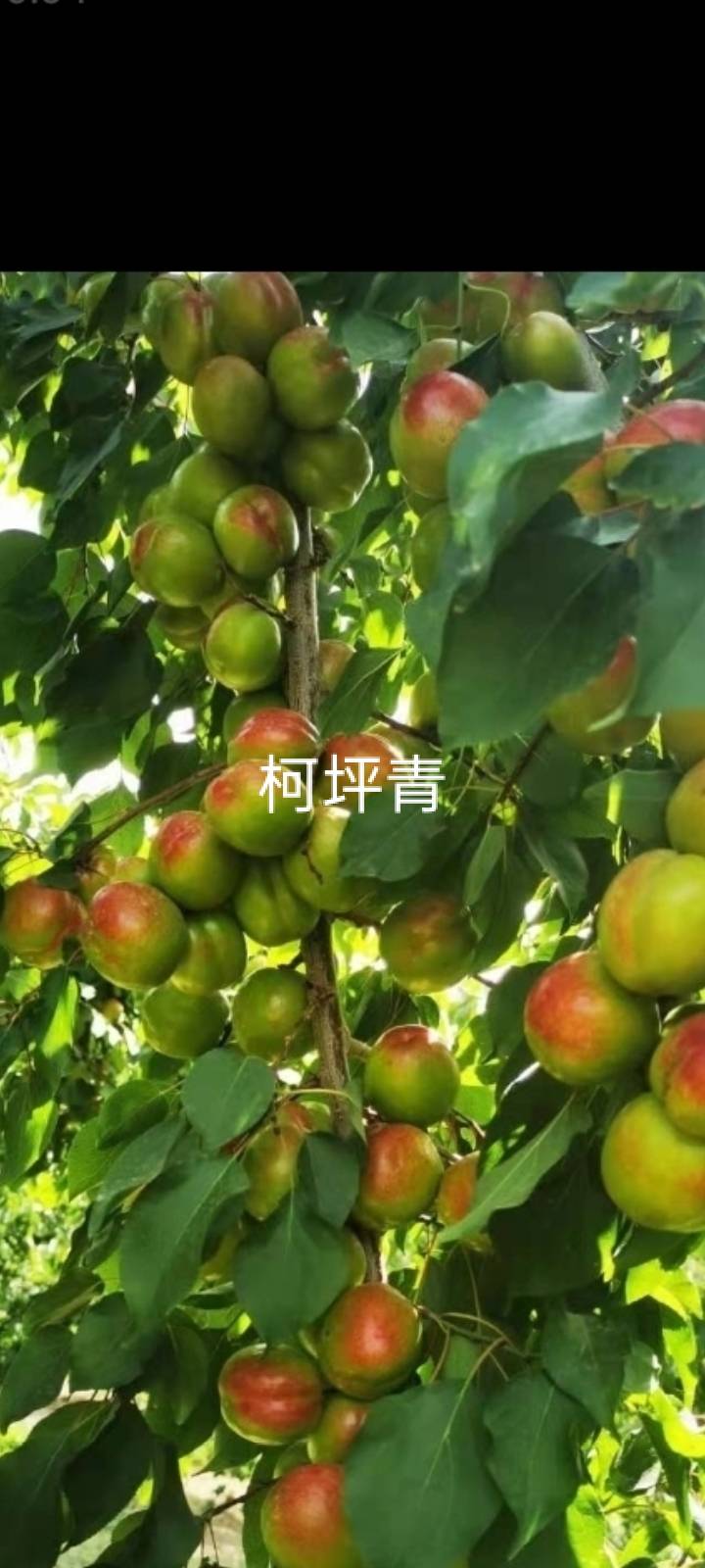 񶬣2021꣩2022꣩Żݼ3686 :ţ˸ 