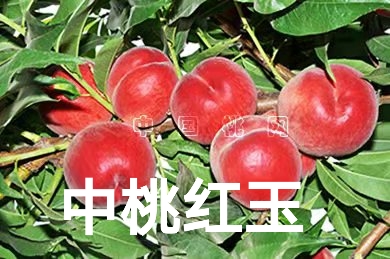 Һ2385 :hdnnuz62 