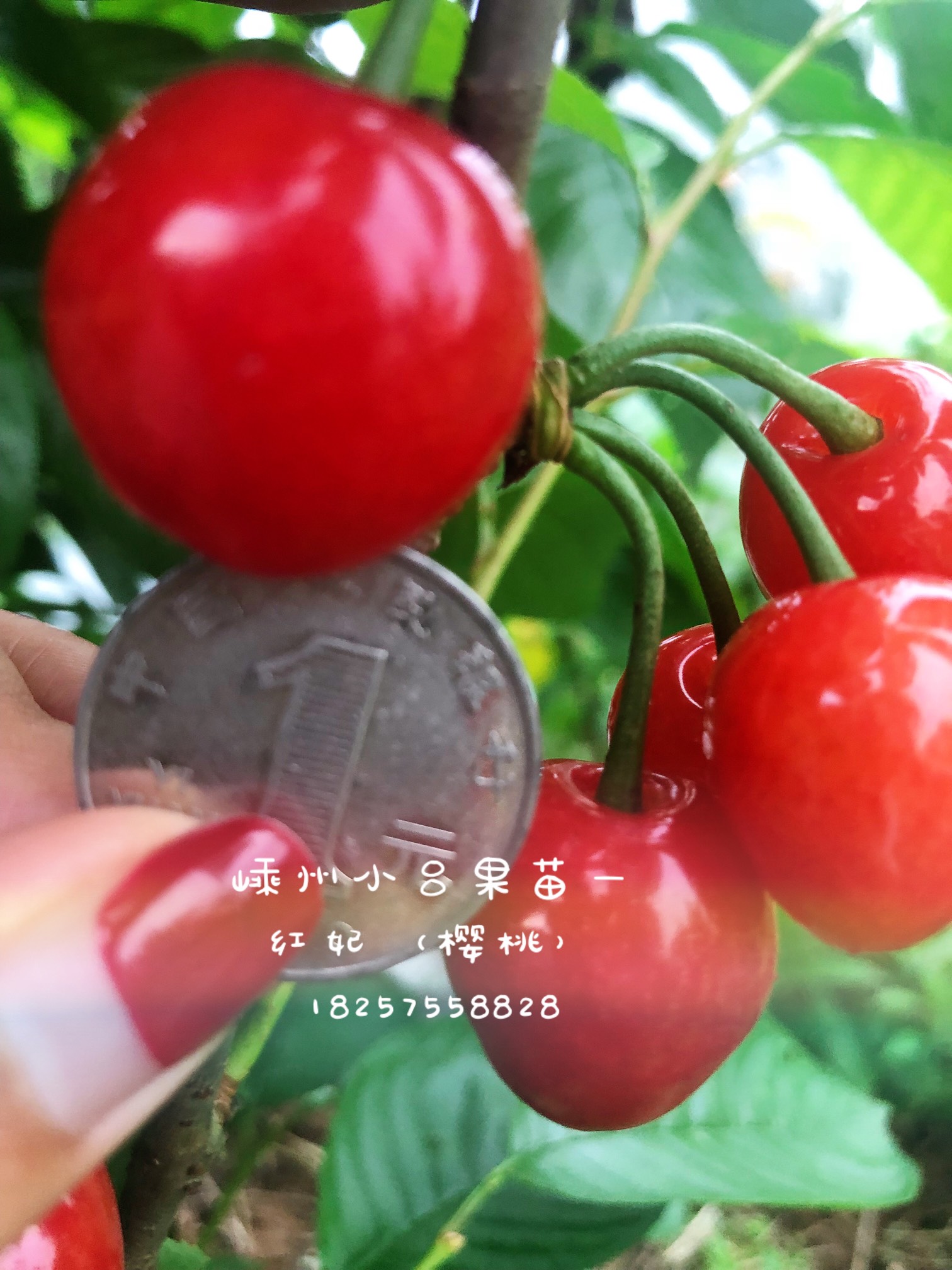 С硿2021-2022嵥964 :782 