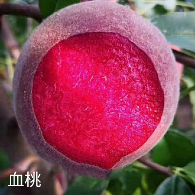 һ԰ӻݡ6766 :޻2017 