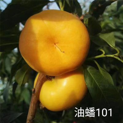 һ԰ӻݡ7695 :޻2017 