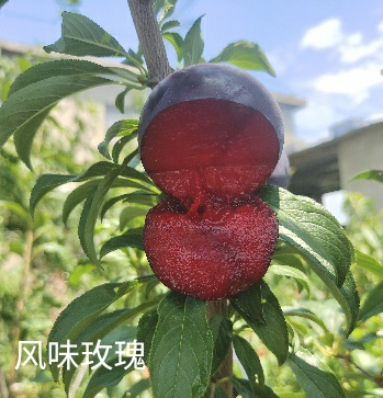 һ԰ӻݡ2380 :޻2017 