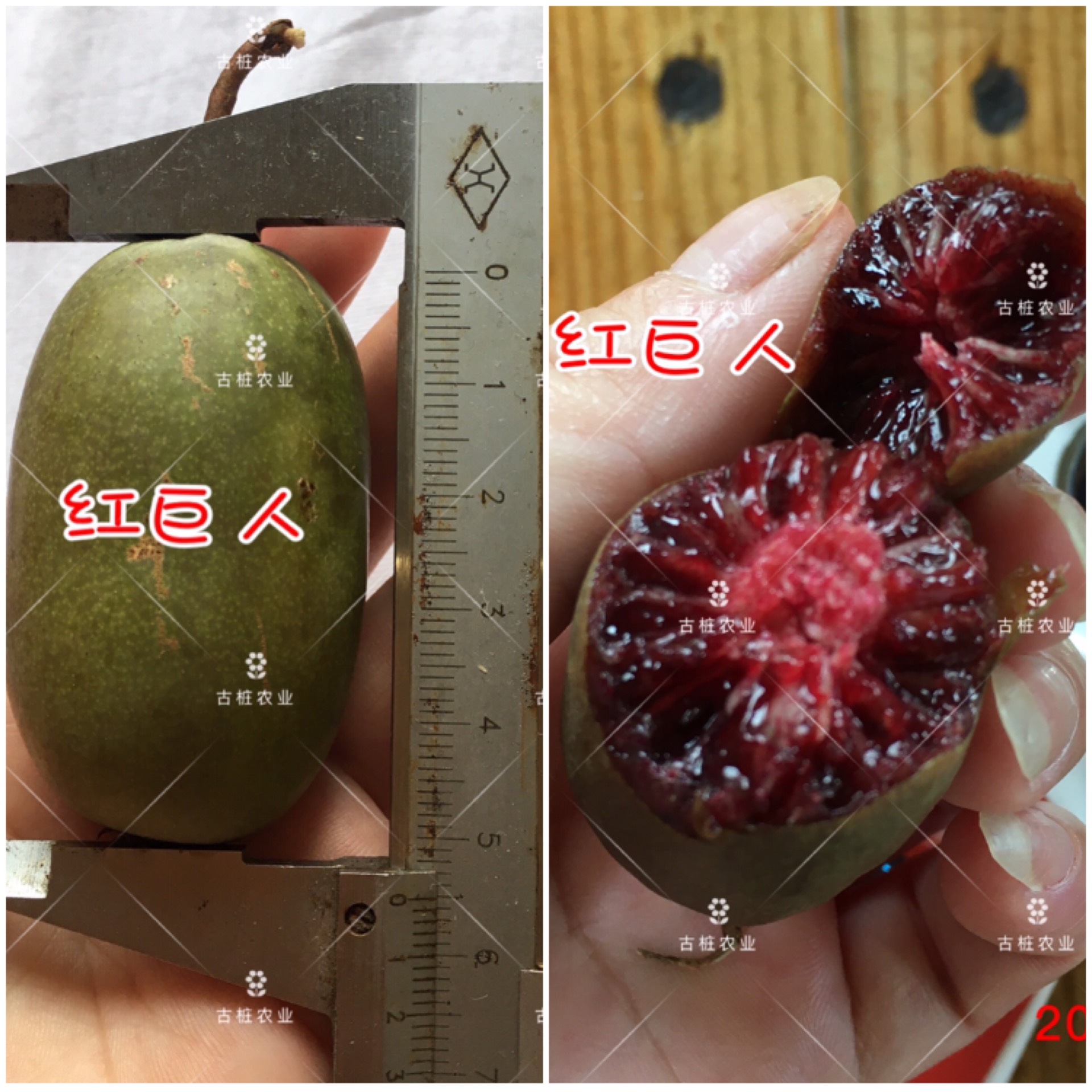 ׮ũҵ۸⨺硢⨺硢ݮ硢ԲҶ硢͹3235 :ľ329 
