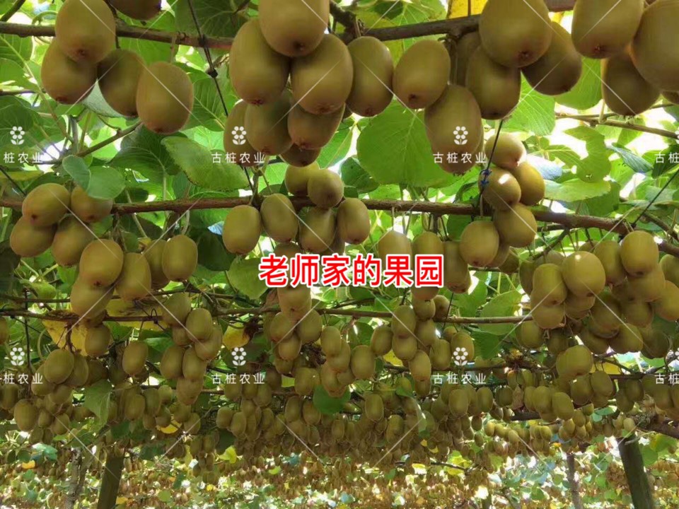 ׮ũҵ۸⨺硢⨺硢ݮ硢ԲҶ硢͹8433 :ľ329 