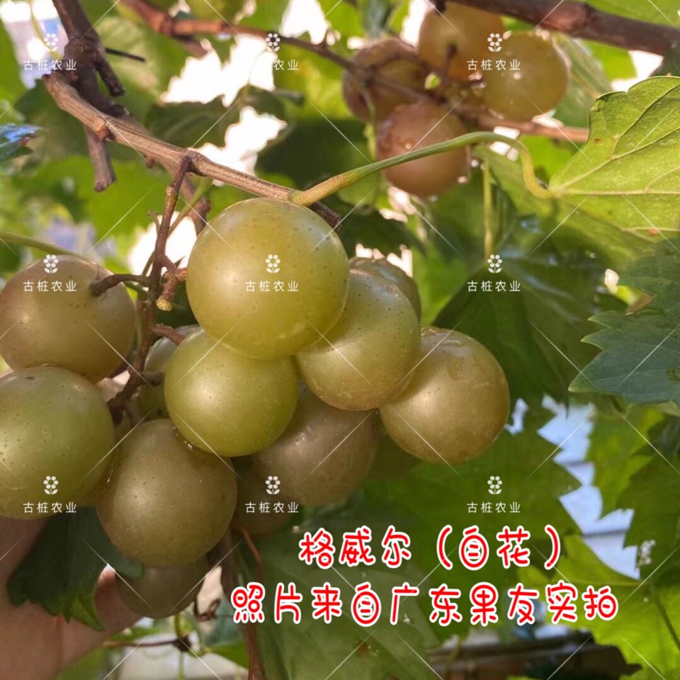 ׮ũҵ۸⨺硢⨺硢ݮ硢ԲҶ硢͹8856 :ľ329 