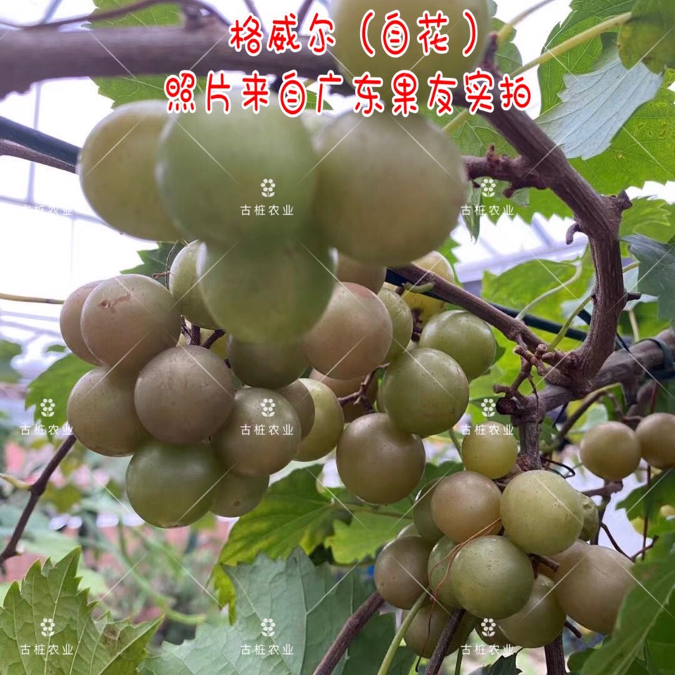 ׮ũҵ۸⨺硢⨺硢ݮ硢ԲҶ硢͹9819 :ľ329 