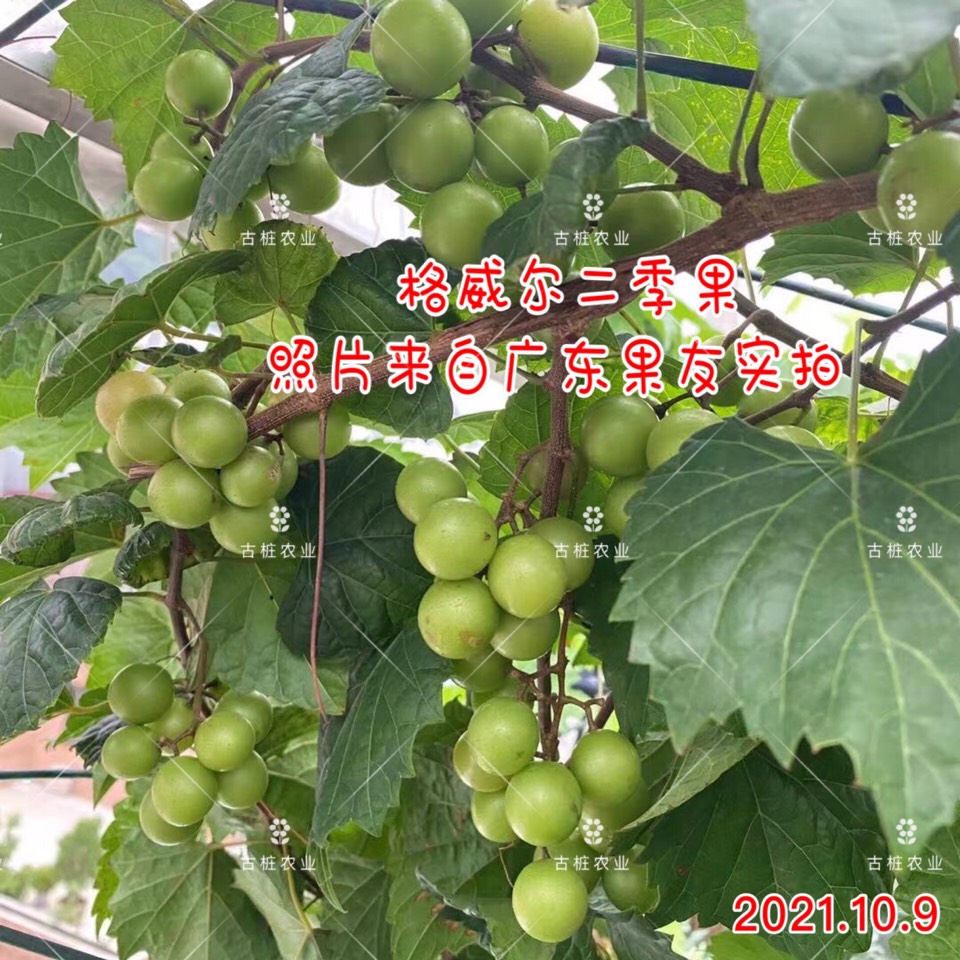 ׮ũҵ۸⨺硢⨺硢ݮ硢ԲҶ硢͹9474 :ľ329 