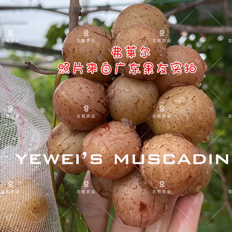 ׮ũҵ۸⨺硢⨺硢ݮ硢ԲҶ硢͹3328 :ľ329 