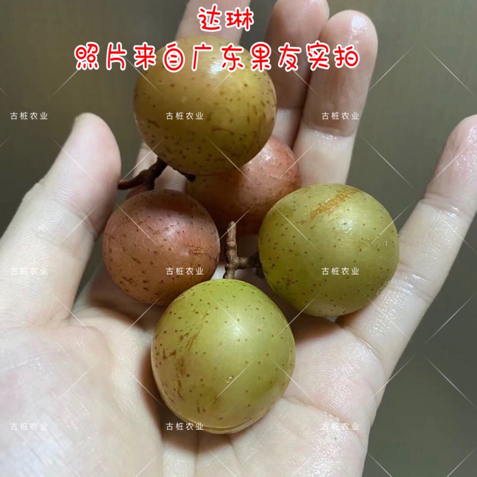 ׮ũҵ۸⨺硢⨺硢ݮ硢ԲҶ硢͹3433 :ľ329 