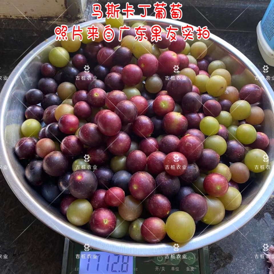 ׮ũҵ۸⨺硢⨺硢ݮ硢ԲҶ硢͹9854 :ľ329 