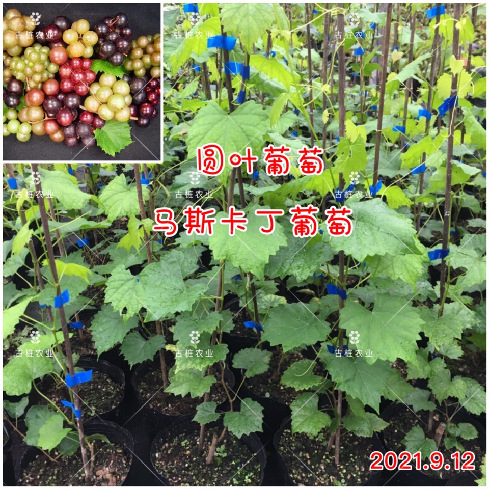 ׮ũҵ۸⨺硢⨺硢ݮ硢ԲҶ硢͹4043 :ľ329 