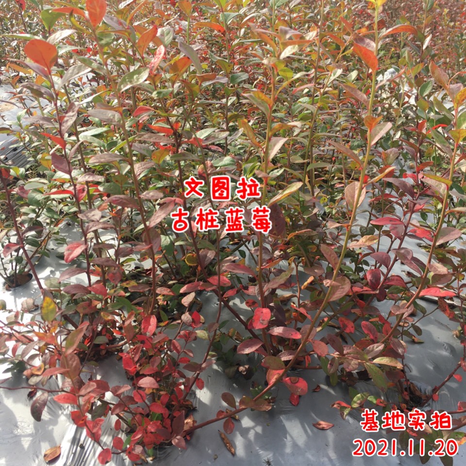 ׮ũҵ۸⨺硢⨺硢ݮ硢ԲҶ硢͹3036 :ľ329 