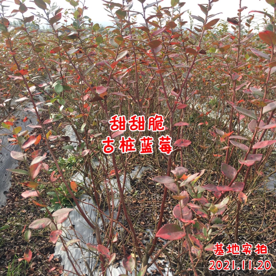 ׮ũҵ۸⨺硢⨺硢ݮ硢ԲҶ硢͹2131 :ľ329 