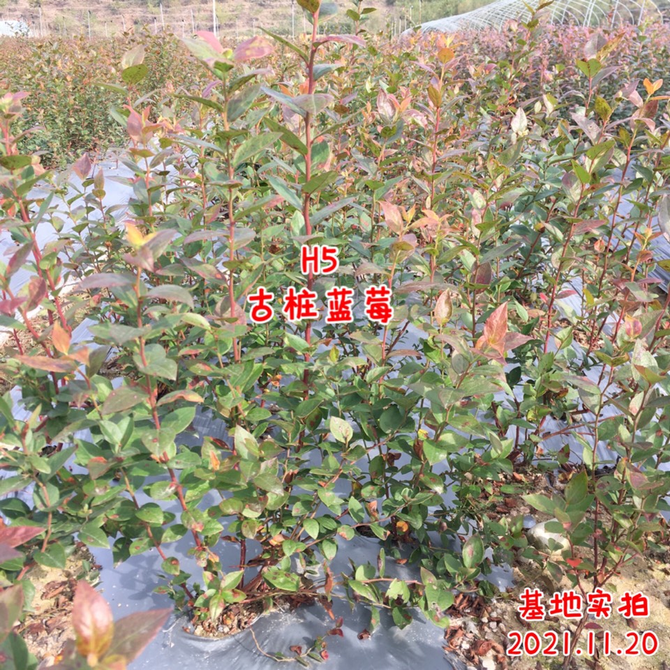 ׮ũҵ۸⨺硢⨺硢ݮ硢ԲҶ硢͹1469 :ľ329 