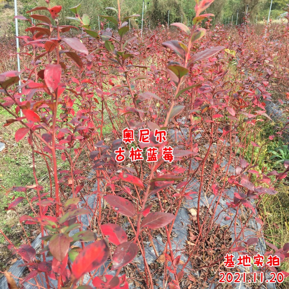 ׮ũҵ۸⨺硢⨺硢ݮ硢ԲҶ硢͹9094 :ľ329 