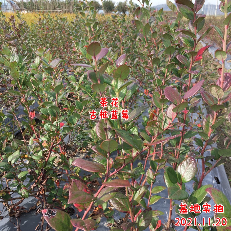 ׮ũҵ۸⨺硢⨺硢ݮ硢ԲҶ硢͹1133 :ľ329 