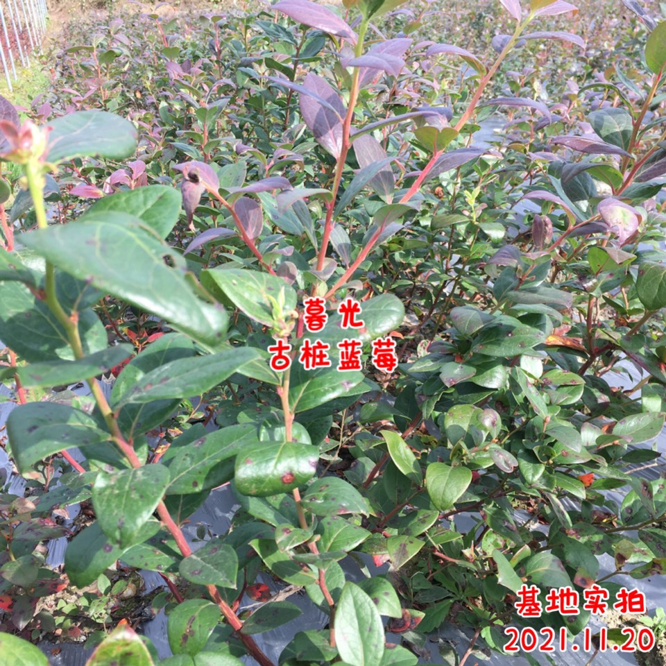 ׮ũҵ۸⨺硢⨺硢ݮ硢ԲҶ硢͹5898 :ľ329 