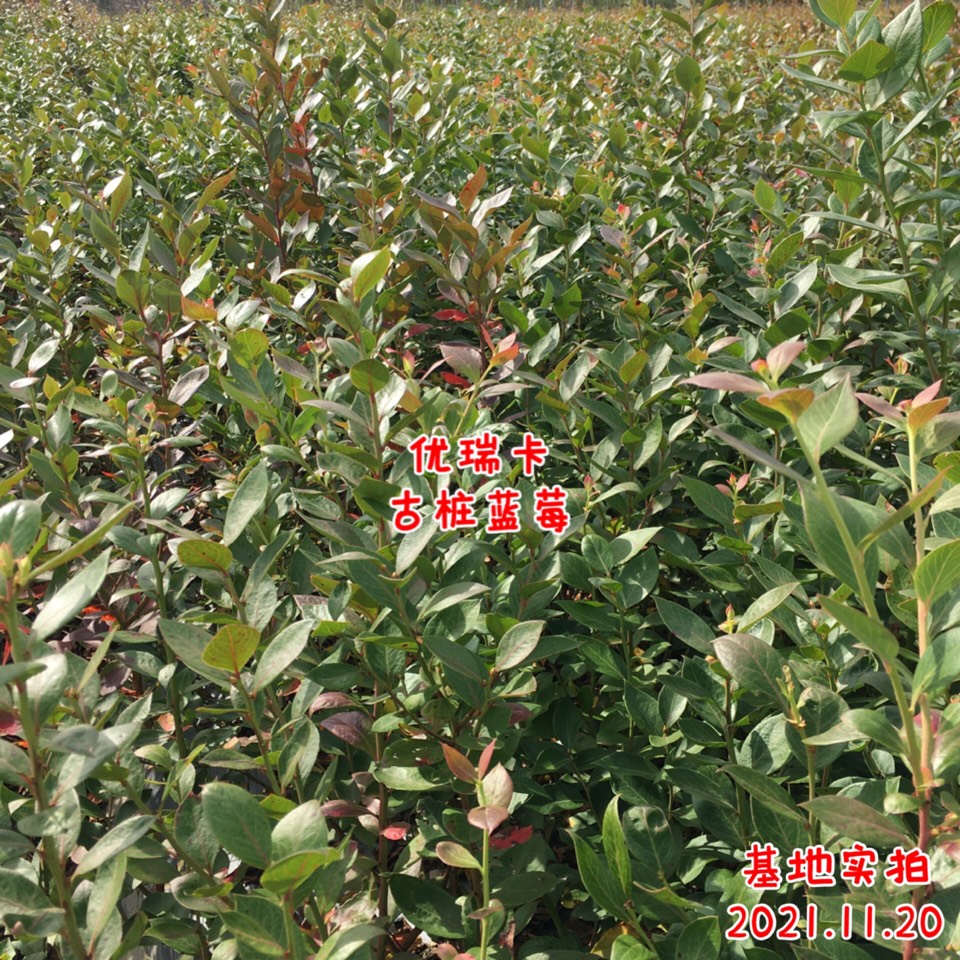 ׮ũҵ۸⨺硢⨺硢ݮ硢ԲҶ硢͹7828 :ľ329 