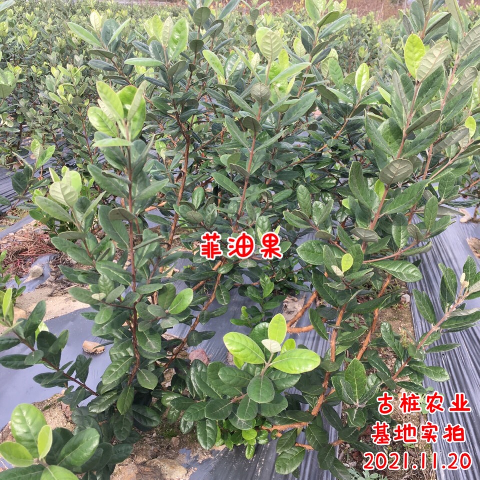 ׮ũҵ۸⨺硢⨺硢ݮ硢ԲҶ硢͹5351 :ľ329 