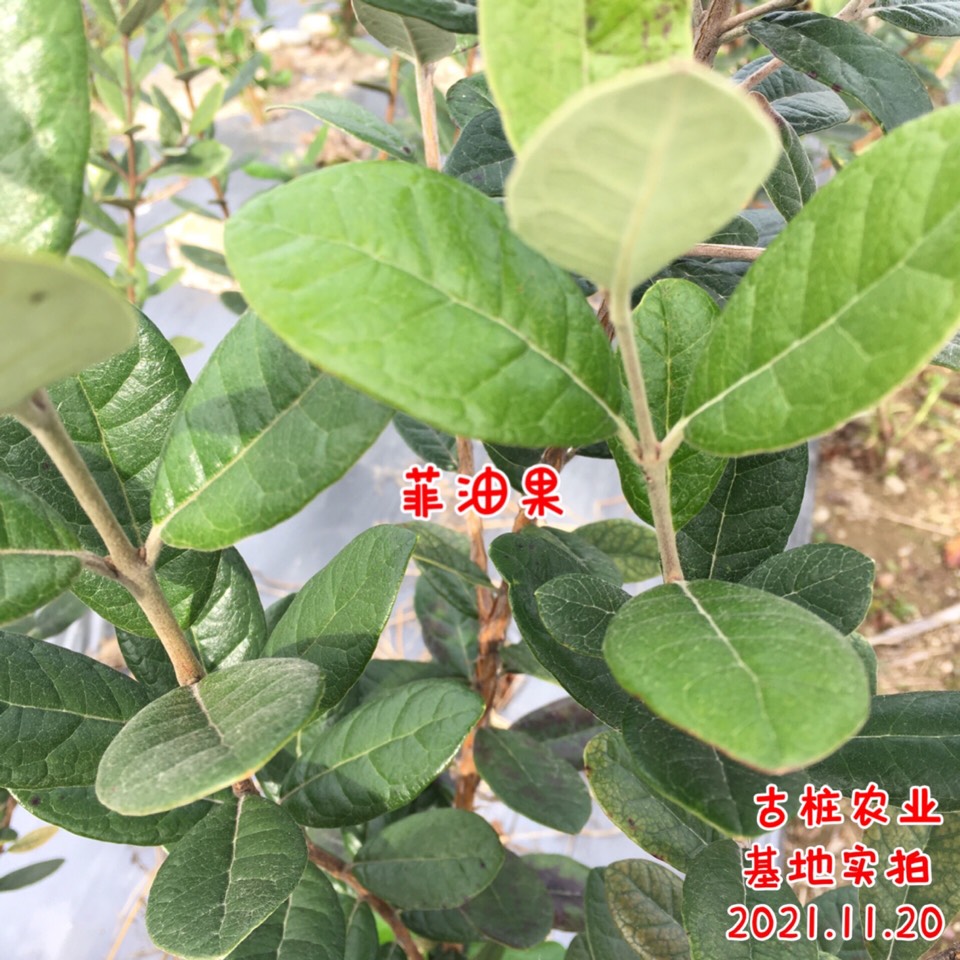 ׮ũҵ۸⨺硢⨺硢ݮ硢ԲҶ硢͹8785 :ľ329 