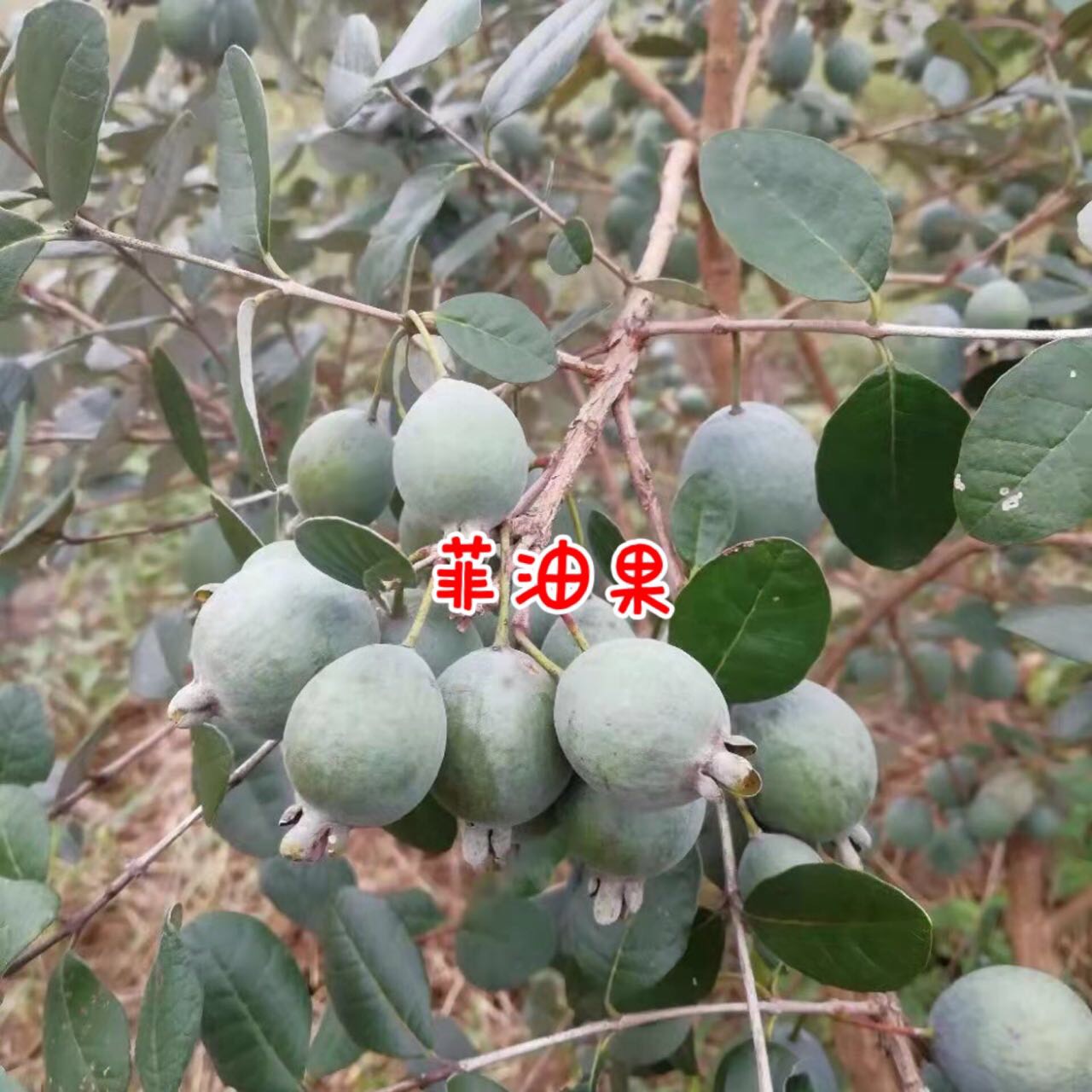 ׮ũҵ۸⨺硢⨺硢ݮ硢ԲҶ硢͹6108 :ľ329 