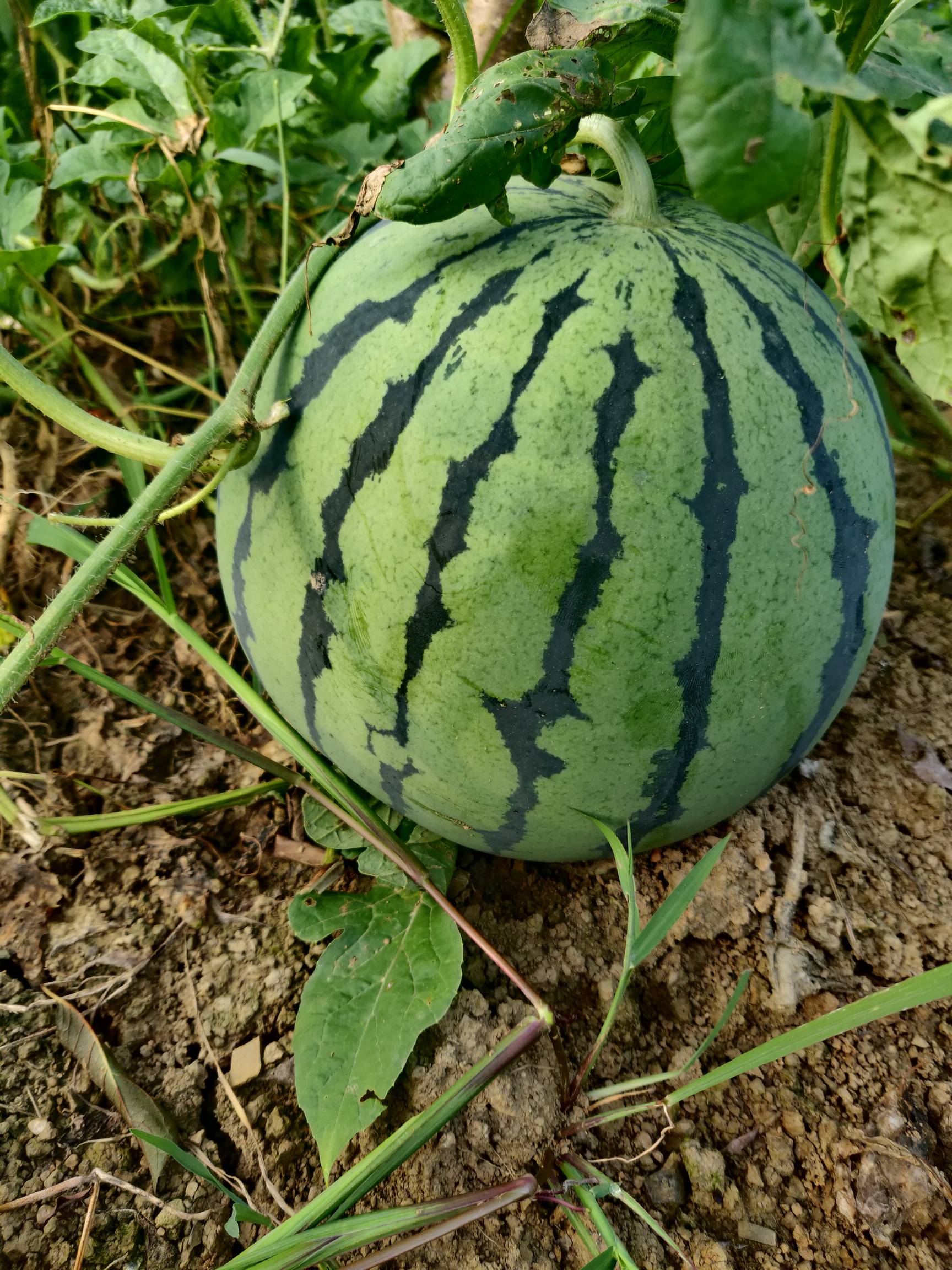 ˵20213474 :37 