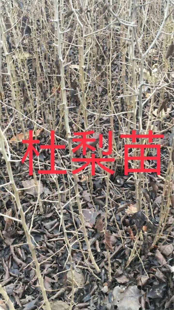 1ë8ëֹԼ8075 :ɹԴڴ´ 