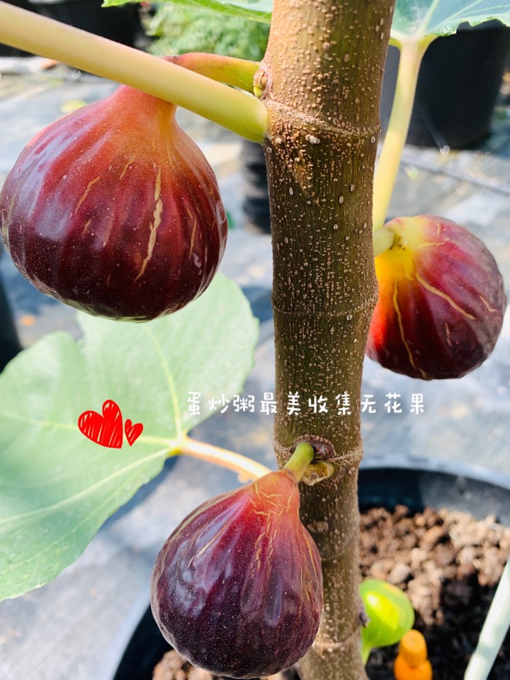 ҵ2021꣬ؼҿ2194 : 