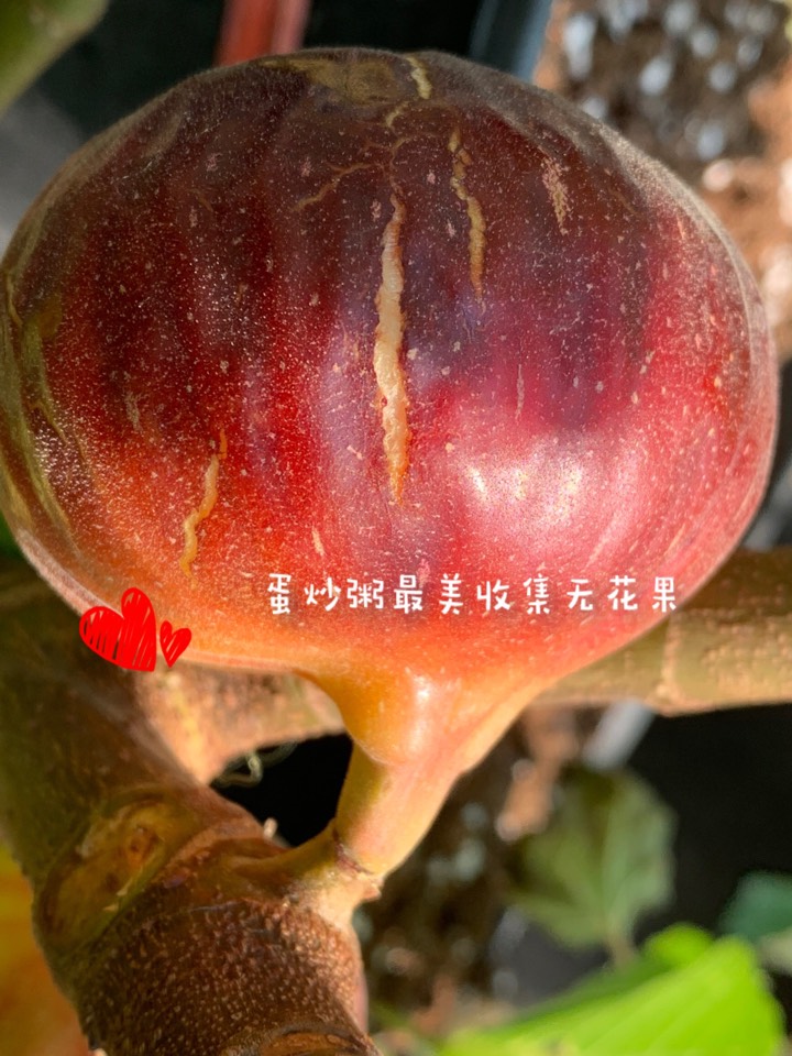 ҵ2021꣬ؼҿ1552 : 