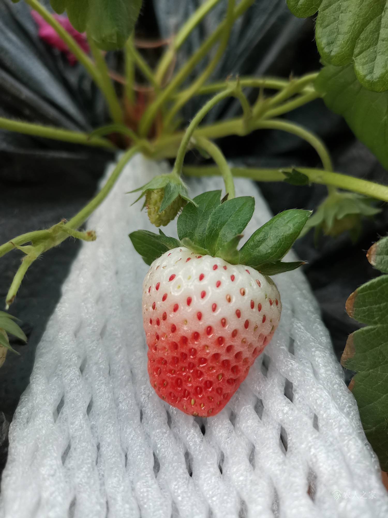 我的2021:对于草莓各个期间施肥的一点贯通1650 作者:ohyne 