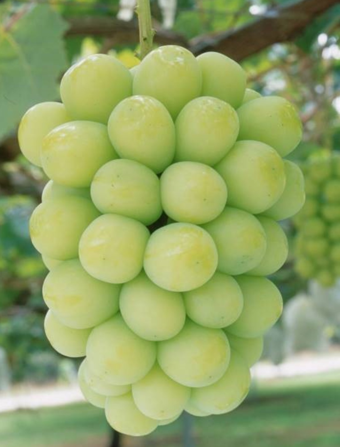 2021ְֵܽ8396 :olufek 