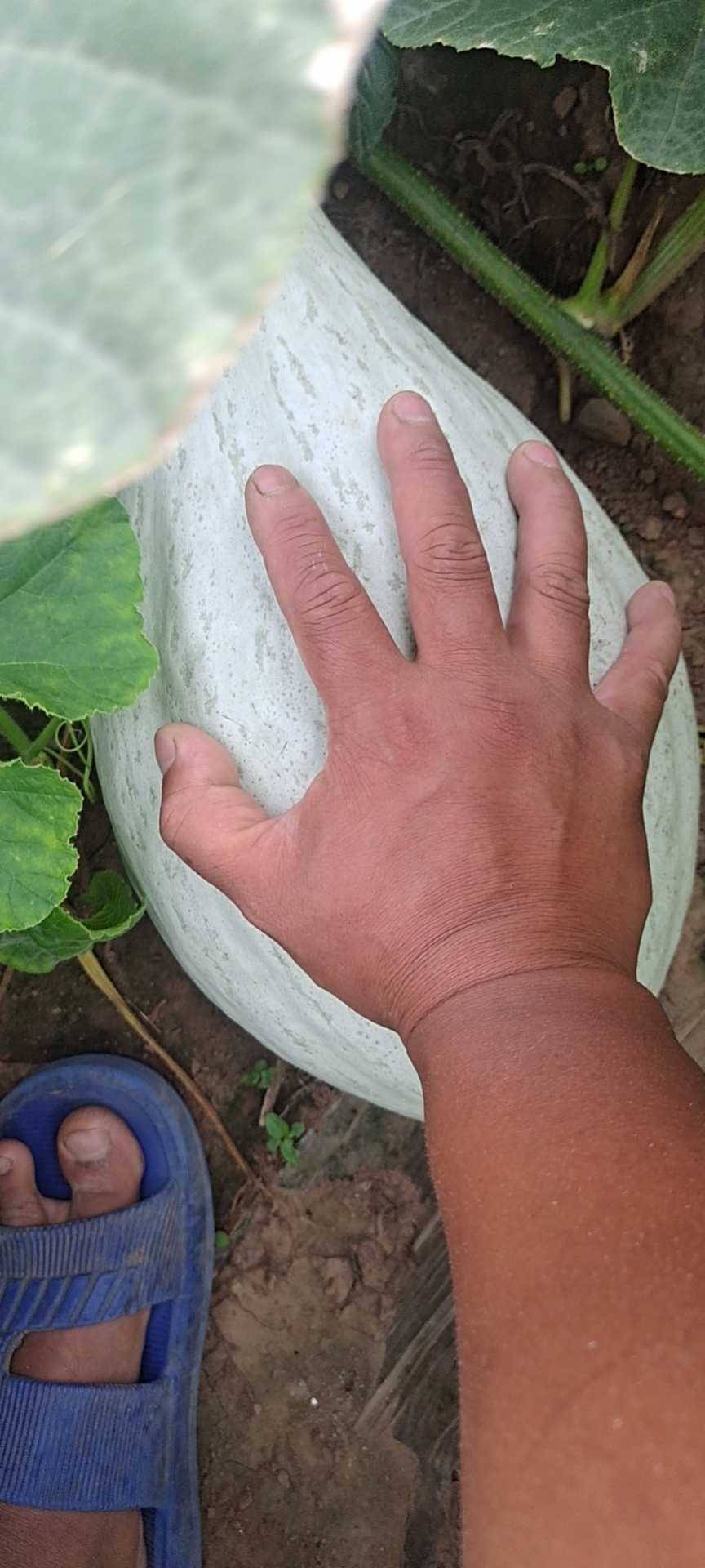 Ϲ5384 :123457321 
