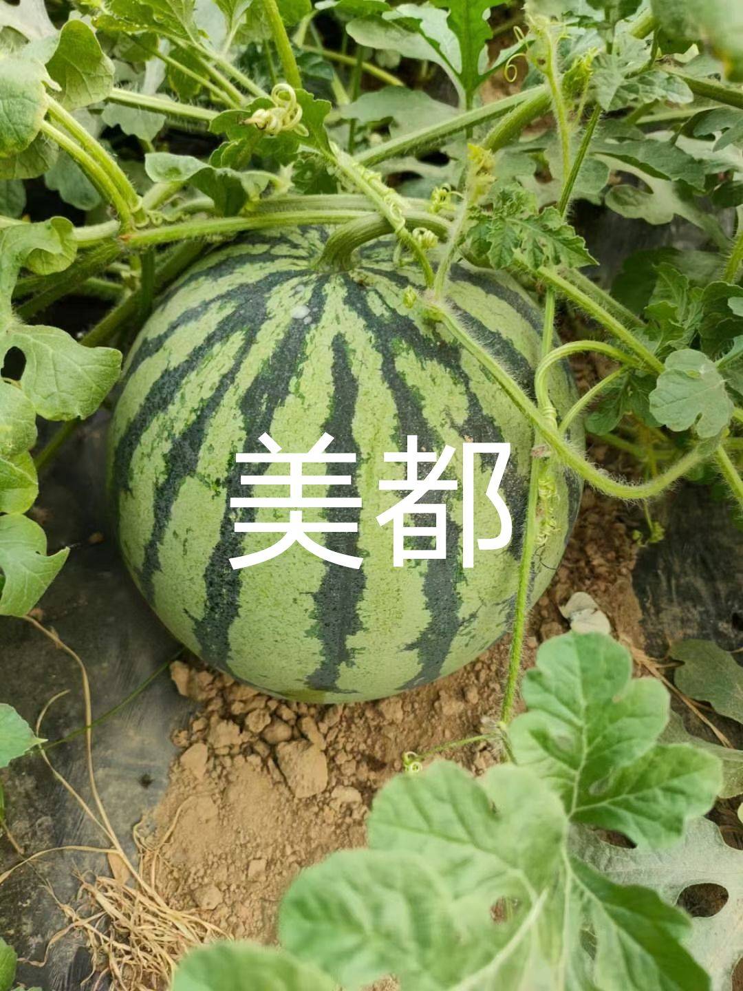 ϣϹϣϣӣ8814 :ʯͷӲ854 