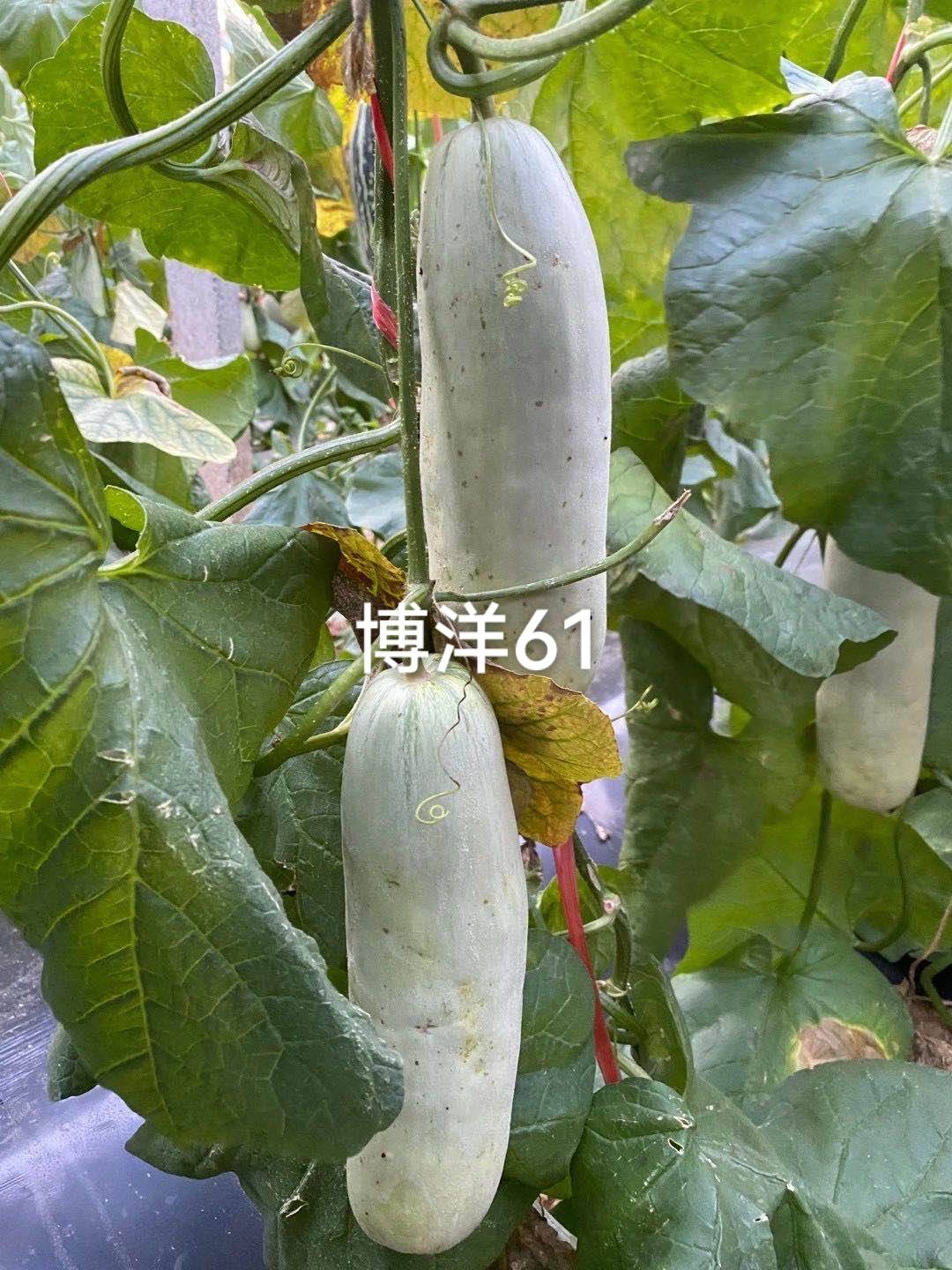 ϣϹϣϣӣ6436 :ʯͷӲ854 