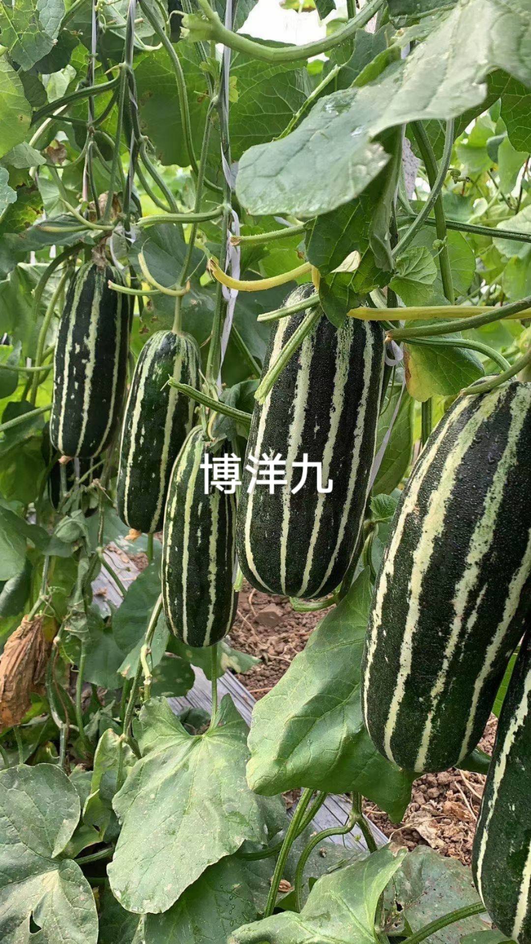 ϣϹϣϣӣ5529 :ʯͷӲ854 