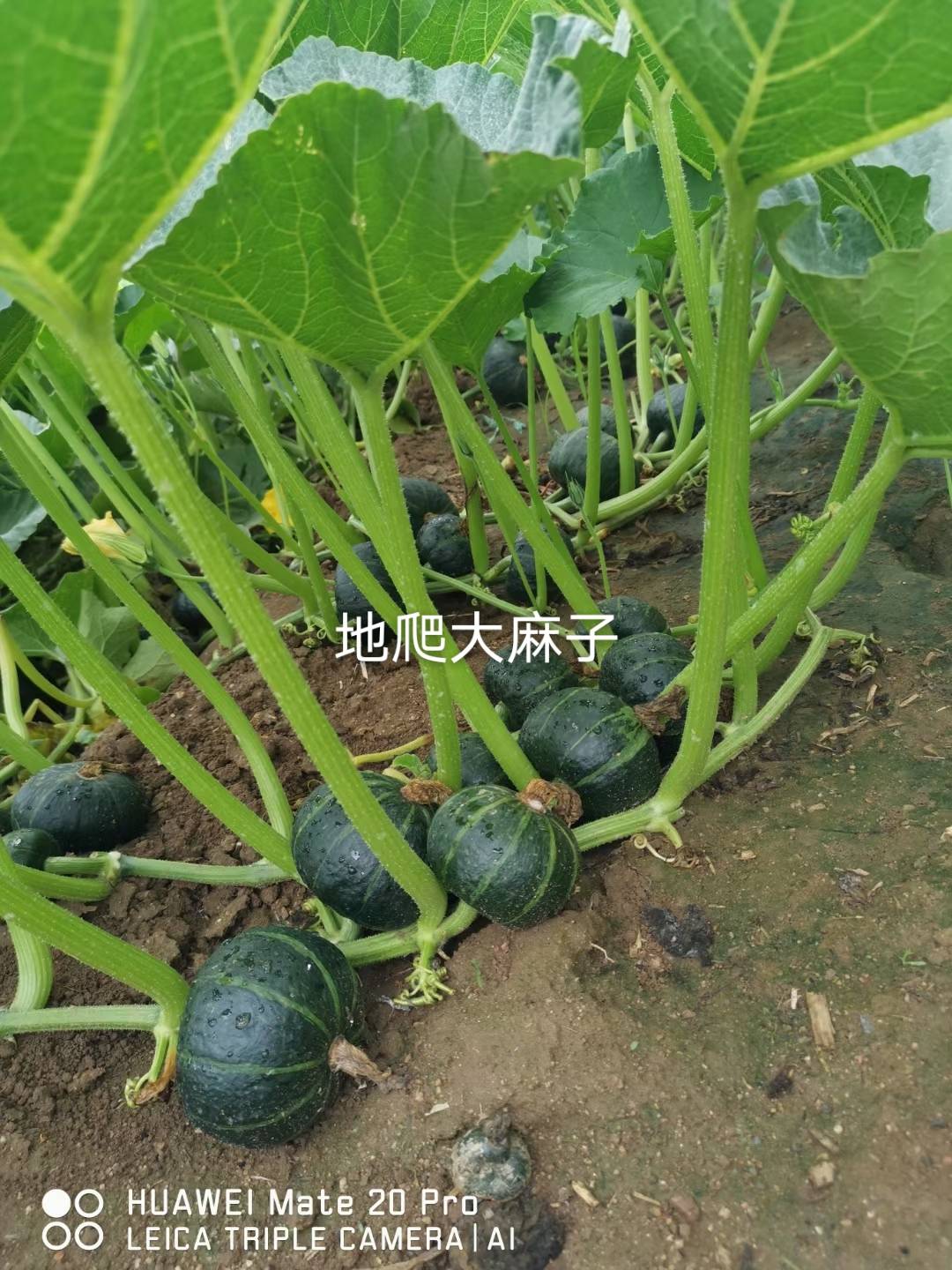 ϣϹϣϣӣ7173 :ʯͷӲ854 