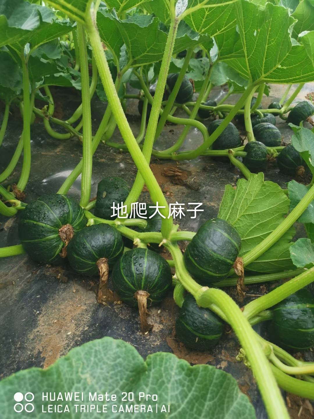 ϣϹϣϣӣ7134 :ʯͷӲ854 