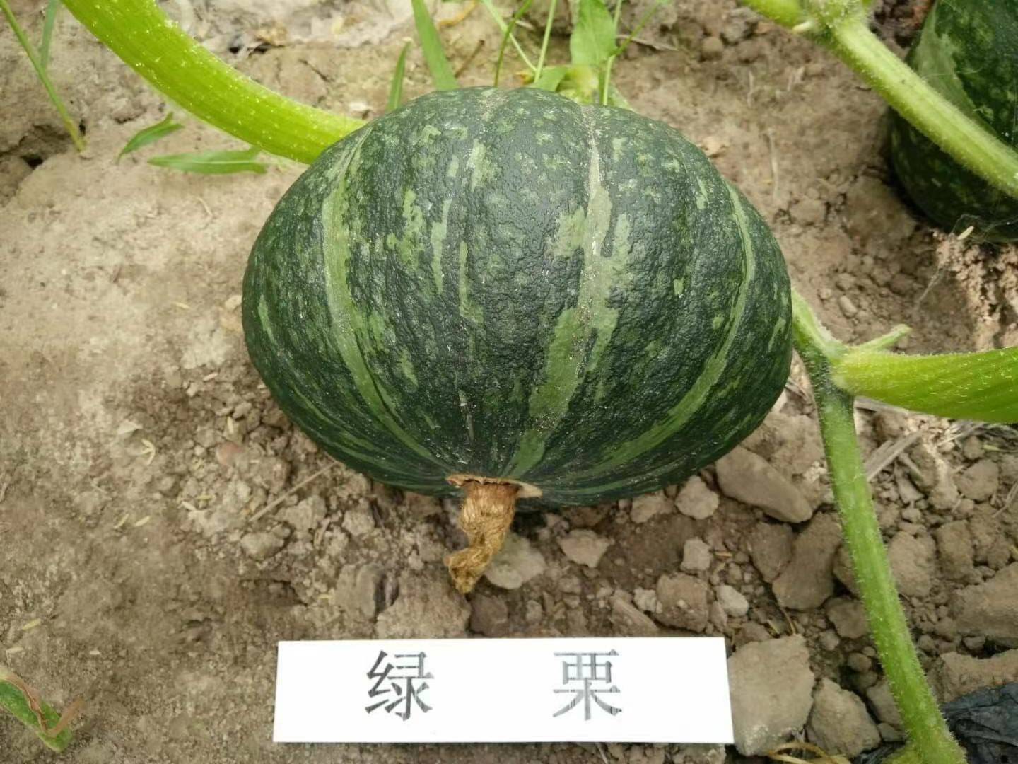 ϣϹϣϣӣ2487 :ʯͷӲ854 
