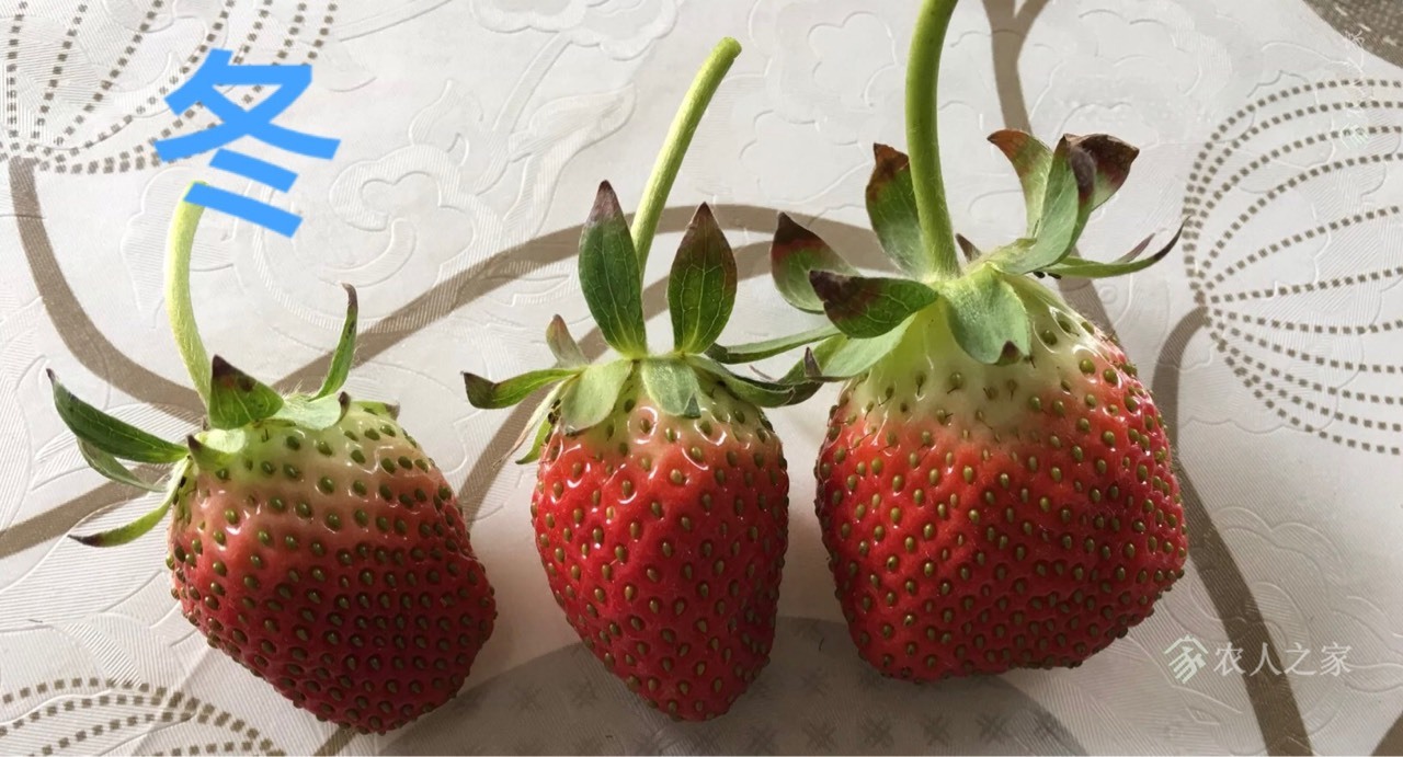 我的2021-草莓盆栽 and cz19730语录新解7682 作者:秦基兴拍 