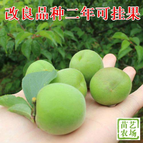 ҹ÷޽绶ӭ400 : 