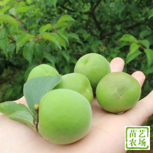 㽭糡һҹ÷޽3133 :123457021 