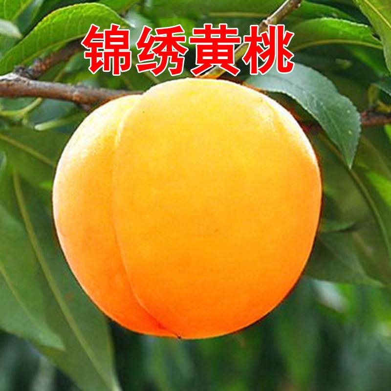 㽭糡5112 : 