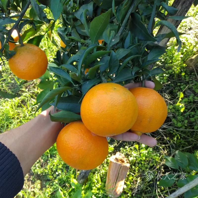 红美人柑橘苗以及明日见柑橘苗两个种类的柑橘苗引荐给年夜师4858 作者:永远爱你冰塘 